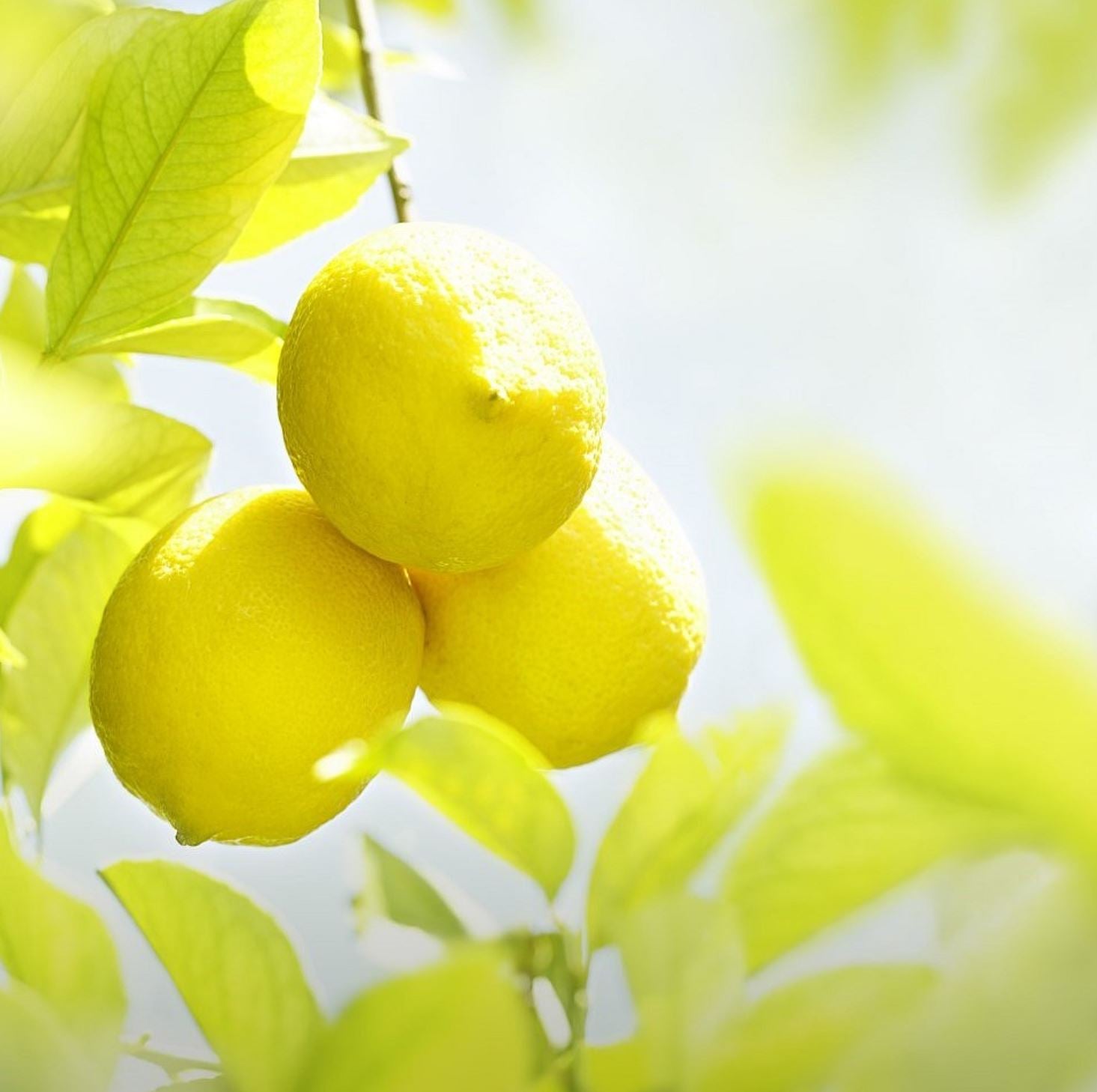 WELEDA Creamy Body Wash Citrus