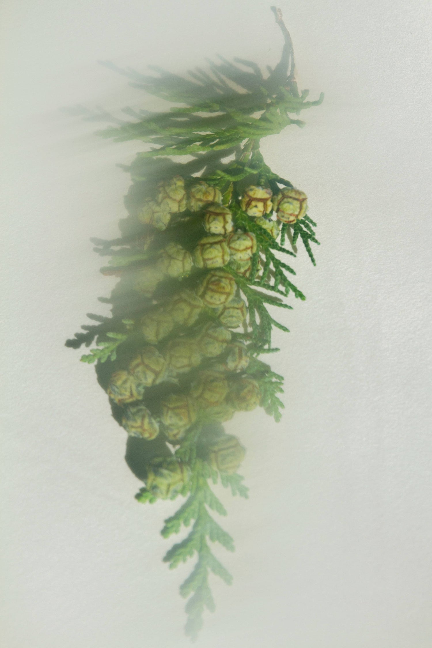 SUMMER SOLACE Perfume Mist | Hiba & Western Cedar